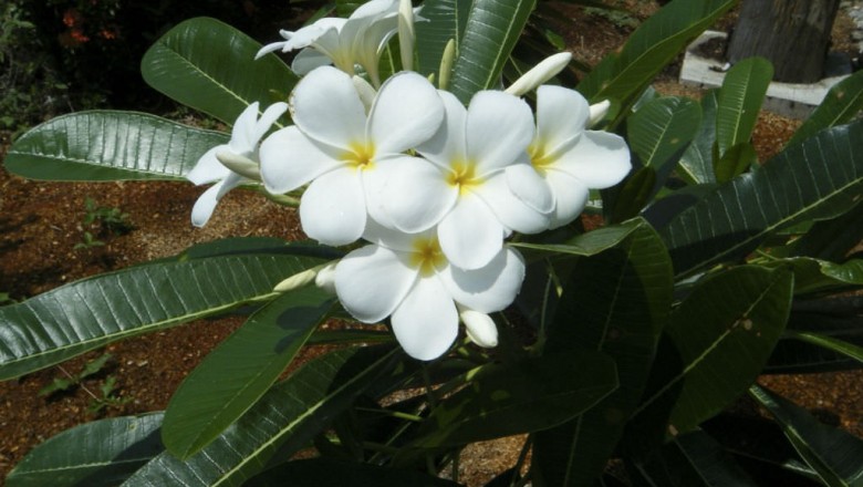 Cây Ðại trắng. Plumeria alba L. - Cây Thuốc Nam Quanh Ta